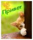 следующее фото