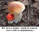 Без описания