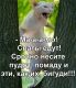 предыдушее фото