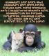 предыдушее фото