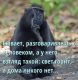 Без описания