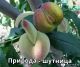 Без описания