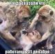 Без описания