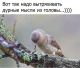 Без описания