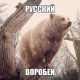 Без описания