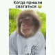 Без описания
