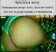 Без описания