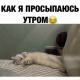 Без описания