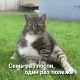 Без описания