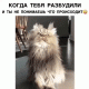 Без описания