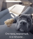 Без описания