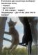 предыдушее фото