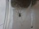 Паук Steatoda Grossa