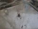 Паук Steatoda Grossa