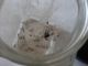 Паук Steatoda Grossa