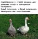 предыдушее фото