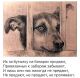Без описания