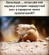 Без описания