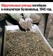 Без описания