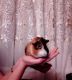 предыдушее фото