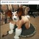 Дорогая, можно я заведу щенка?