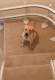 5eab85bf4ecee9.142451821588299199_5eab85bf4ed002.25933335.gif