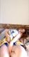 Без описания