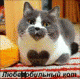Без описания