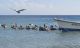 Там же.Рыбаки вернулись с моря, что-то чистили и бросали в воду и собрали вокруг стаю пеликанов)