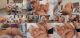 Karissa and Kristina Shannon Share one Lucky Cock-13
