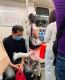 Чего только не увидишь в японском метро