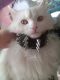 котик мой