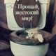 Кот..