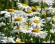 Ромашки