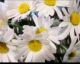 Ромашки