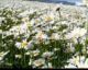 Ромашки