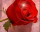 Роза
