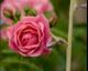 Роза