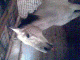 1233255878_1968.gif