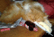 1239445417_7162.gif