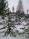 Малые ели в снегу