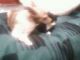 Собака облизывает кота