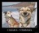 собака-улыбака