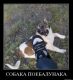 Без описания
