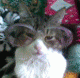 1263970841_7437.gif