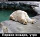 Без описания