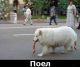 Без описания