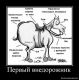 Без описания