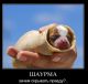 предыдушее фото