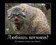 Без описания